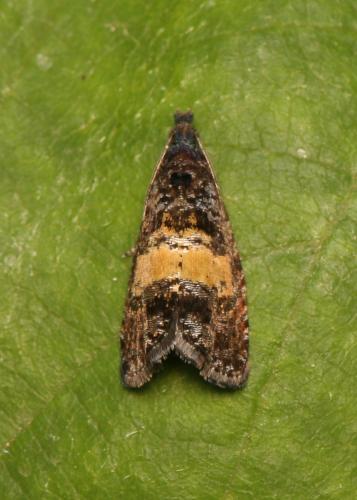 Réf. 308 946 : Endothenia nigricostana